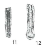 Syzrania raanesensis Pinard & Mamet, 1998