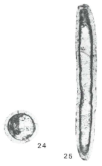 Syzrania embryi Pinard & Mamet, 1998