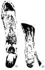 Echinonodosaria neimengguensis Xia & Zhang, 1984