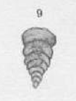 Geinitzina indepressa Cherdynzev, 1914