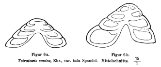 Tetrataxis conica var. lata Spandel, 1901