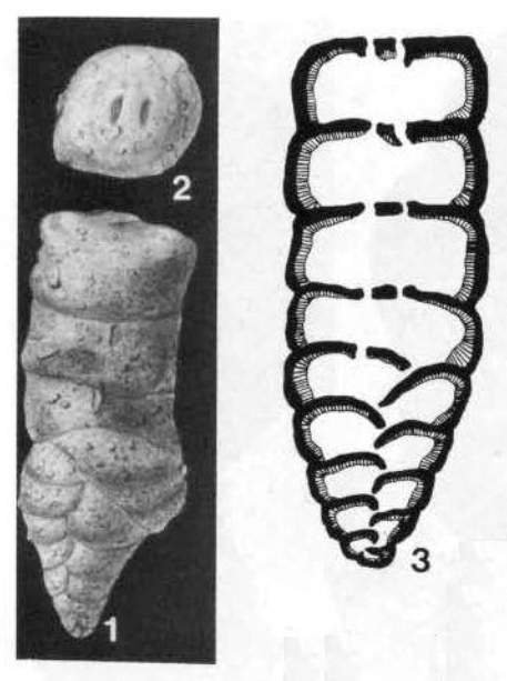 Deckerella clavata Cushman & Waters, 1928