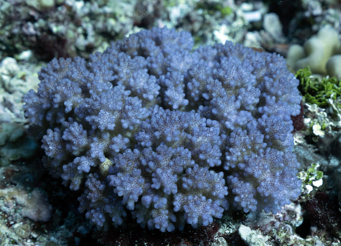 Pocillopora brevicornis 