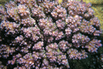 Pocillopora brevicornis 