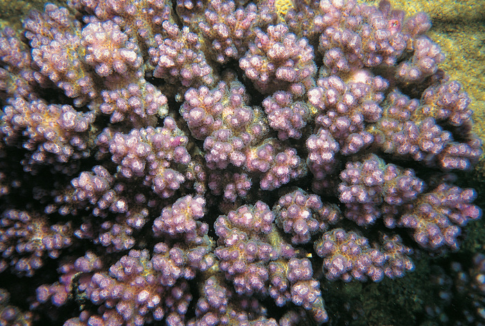Pocillopora brevicornis Pocillopora brevicornis