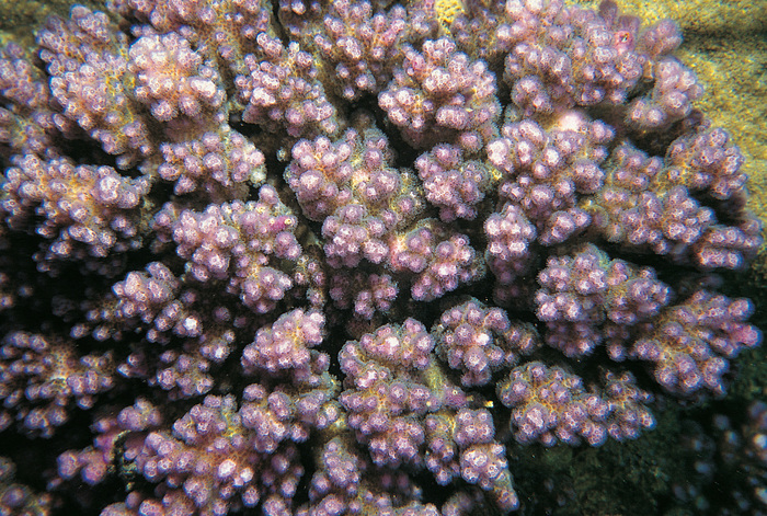 Pocillopora brevicornis 