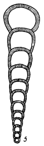 Nodosaria longissima Suleymanov, 1949