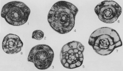 Eoschubertella texana Thompson, 1947
