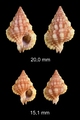 Gyrineum roseum (Reeve, 1844)