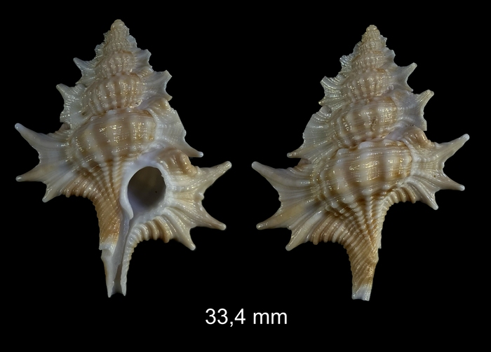 Gyrineum aculeatum (Schepman, 1909) Gyrineum aculeatum (Schepman, 1909)