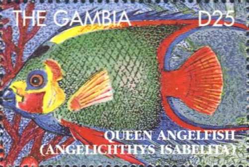 Angelichthys isabelita Angelichthys isabelita
