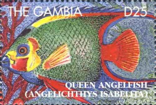 Angelichthys isabelita