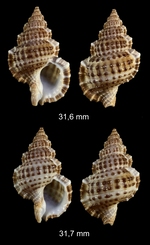 Gyrineum natator (Röding, 1798)