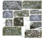 Dictyopselloides tarimensis Sun & Schlagintweit, 2024