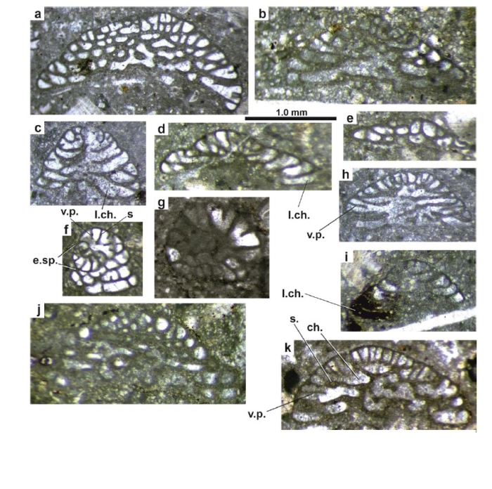 Dictyopselloides tarimensis Sun & Schlagintweit, 2024