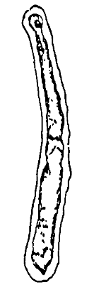 Syzrania gigas Stepanova, 1997