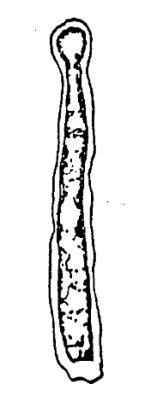 Syzrania minima Stepanova, 1997