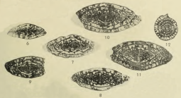 Triticites turgidus Dunbar & Henbest, 1942