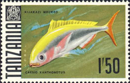 Caesio xanthonotus Caesio xanthonotus
