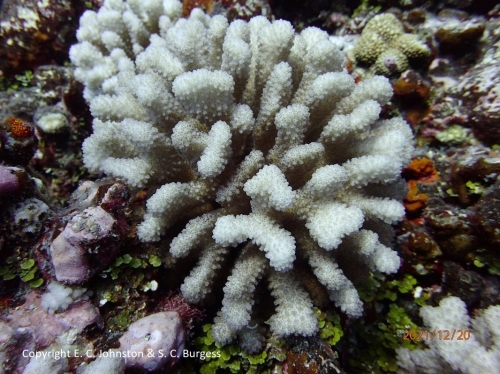 Pocillopora tuahiniensis 