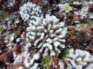 Pocillopora tuahiniensis 