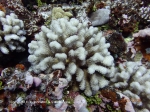 Pocillopora tuahiniensis 