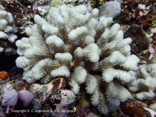 Pocillopora tuahiniensis 