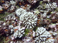 Pocillopora tuahiniensis