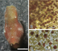 Fig 1 A,B,D from Hirose & Hirose (2007)