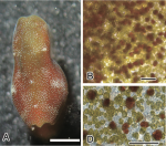 Fig 1 A,B,D from Hirose & Hirose (2007)