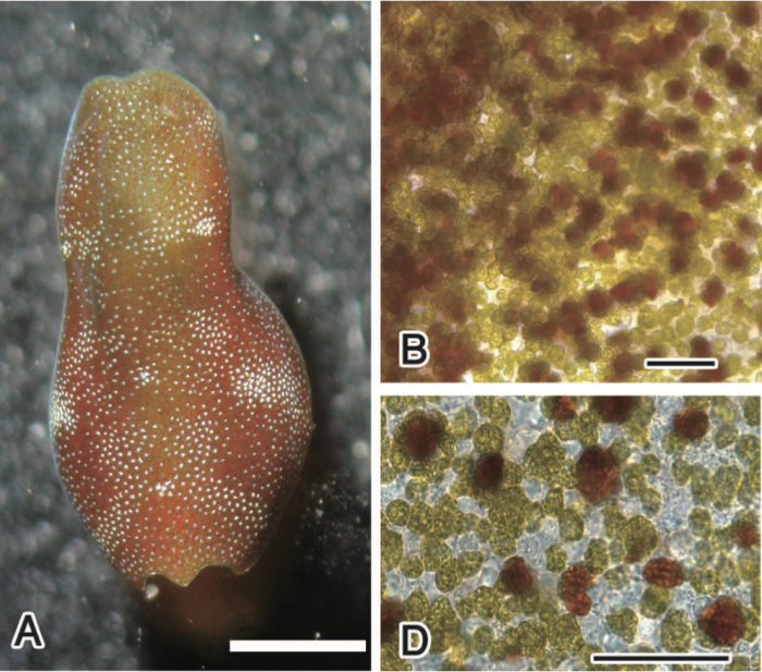 Fig 1 A,B,D from Hirose & Hirose (2007) Fig 1 A,B,D from Hirose & Hirose (2007)