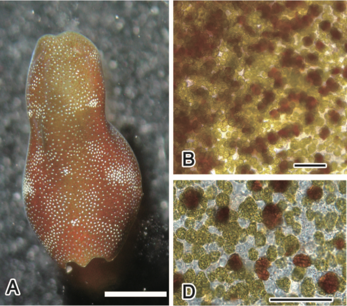 Fig 1 A,B,D from Hirose & Hirose (2007)