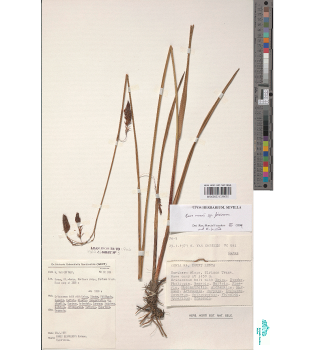 Image of an herbarium specimen Image of an herbarium specimen