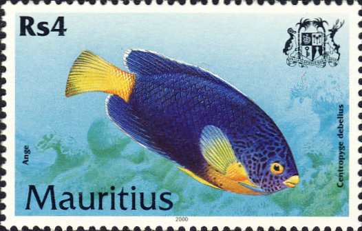 Centropyge debelius Centropyge debelius