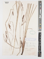 Image of an herbarium specimen