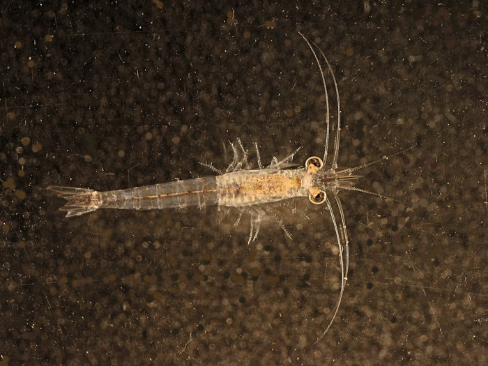 Mysis relicta Loven, 1862 Mysis relicta Loven, 1862