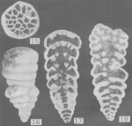 Climacammina magna Roth & Skinner, 1930