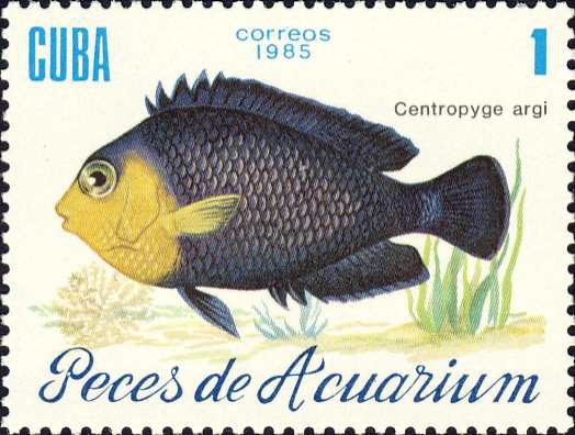 Centropyge argi Centropyge argi