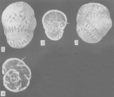 Bradyina magna Roth & Skinner, 1930