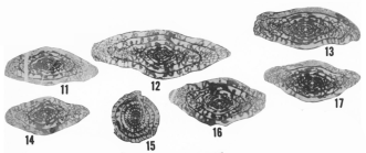 Fusulina portalensis Ross & Sabins, 1965