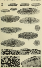 Fusulina acme Dunbar & Henbest, 1942