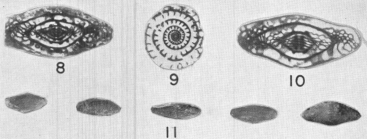 Triticites jemezensis Needham, 1937