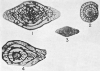 Triticites rhodesi Needham, 1937