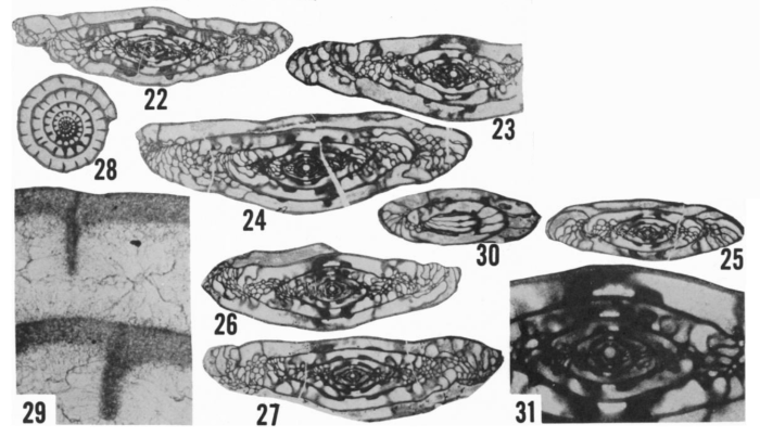 Triticites celebroides Ross, 1965