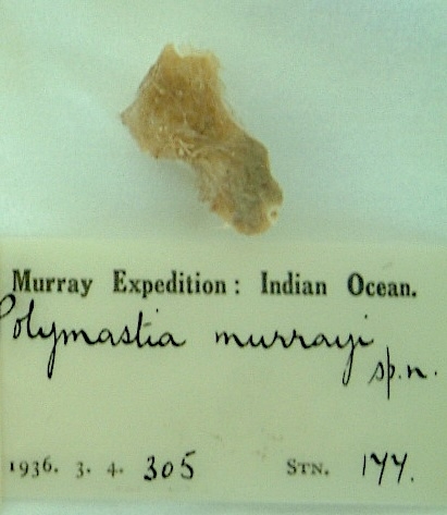 Polymastia murrayi Burton, 1959 Polymastia murrayi Burton, 1959