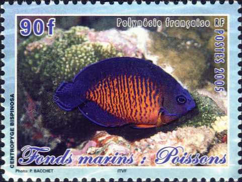 Centropyge bispinosa Centropyge bispinosa