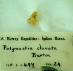 Polymastia clavata Burton, 1959