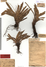 Herbarium Bogoriense (Paramapania flaccida BO176206 holotype 1)