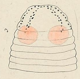 Polystemma albicans Ehrenberg, 1828