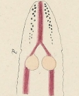 Ommatoplea taeniata Ehrenberg, 1828